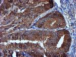 IDS Antibody in Immunohistochemistry (Paraffin) (IHC (P))