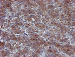IDS Antibody in Immunohistochemistry (Paraffin) (IHC (P))