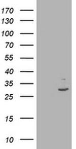 IFI35 Antibody in Western Blot (WB)