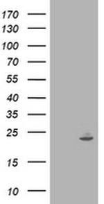IFI35 Antibody in Western Blot (WB)