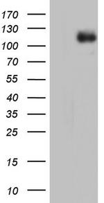 IFIH1 Antibody in Western Blot (WB)
