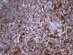 IFITM2 Antibody in Immunohistochemistry (Paraffin) (IHC (P))