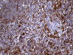 IFITM2 Antibody in Immunohistochemistry (Paraffin) (IHC (P))