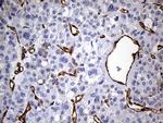IFITM2 Antibody in Immunohistochemistry (Paraffin) (IHC (P))