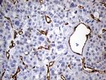 IFITM2 Antibody in Immunohistochemistry (Paraffin) (IHC (P))