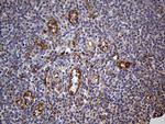 IFITM2 Antibody in Immunohistochemistry (Paraffin) (IHC (P))