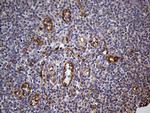 IFITM2 Antibody in Immunohistochemistry (Paraffin) (IHC (P))