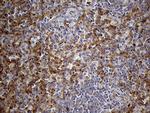 IFITM2 Antibody in Immunohistochemistry (Paraffin) (IHC (P))
