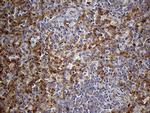 IFITM2 Antibody in Immunohistochemistry (Paraffin) (IHC (P))