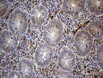 IFITM2 Antibody in Immunohistochemistry (Paraffin) (IHC (P))