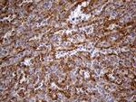 IFITM2 Antibody in Immunohistochemistry (Paraffin) (IHC (P))