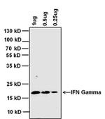 IFN gamma Monoclonal Antibody (B133.5)