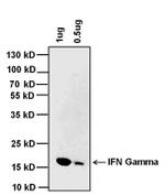 IFN gamma Monoclonal Antibody (XMG1.2), Biotin