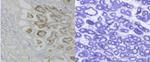 IFN epsilon Polyclonal Antibody