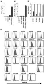 IFN gamma Antibody in ELISA (ELISA)