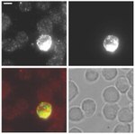 IFN gamma Antibody in Immunocytochemistry (ICC/IF)