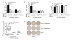 IFN gamma Antibody in ELISA (ELISA)