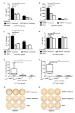 IFN gamma Antibody in ELISA (ELISA)