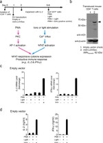 IFN gamma Antibody in ELISA (ELISA)