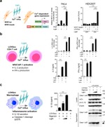 IFN gamma Antibody in ELISA (ELISA)