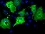 IFT57 Antibody in Immunocytochemistry (ICC/IF)