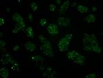 IFT57 Antibody in Immunocytochemistry (ICC/IF)