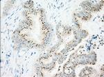 IFT57 Antibody in Immunohistochemistry (Paraffin) (IHC (P))