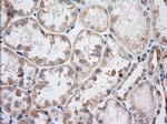 IFT57 Antibody in Immunohistochemistry (Paraffin) (IHC (P))