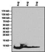 IGF1 Polyclonal Antibody
