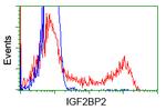 IGF2BP2 Antibody in Flow Cytometry (Flow)