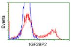 IGF2BP2 Antibody in Flow Cytometry (Flow)