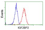 IGF2BP2 Antibody in Flow Cytometry (Flow)