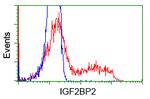 IGF2BP2 Antibody in Flow Cytometry (Flow)
