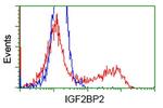 IGF2BP2 Antibody in Flow Cytometry (Flow)