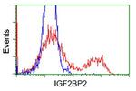 IGF2BP2 Antibody in Flow Cytometry (Flow)