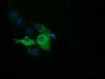 IGF2BP2 Antibody in Immunocytochemistry (ICC/IF)