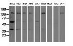 IGF2BP2 Antibody in Western Blot (WB)