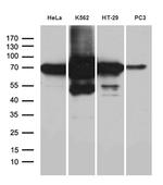 IGF2BP3 Antibody in Western Blot (WB)