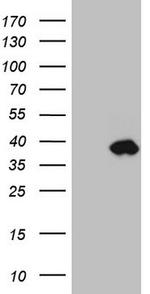 IGFBP1 Antibody in Western Blot (WB)