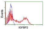 IGFBP2 Antibody in Flow Cytometry (Flow)