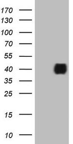 IGFBP3 Antibody in Western Blot (WB)