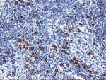 IGJ Antibody in Immunohistochemistry (Paraffin) (IHC (P))