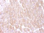 AMPK alpha 1 Antibody in Immunohistochemistry (Paraffin) (IHC (P))
