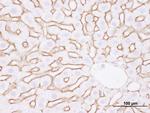 EGFR Antibody in Immunohistochemistry (Paraffin) (IHC (P))