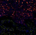 Phospho-MCM2 (Ser108) Polyclonal Antibody