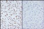 Phospho-SMC1 (Ser966) Polyclonal Antibody