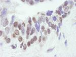 CBP Antibody in Immunohistochemistry (Paraffin) (IHC (P))