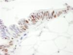 MCM3 Antibody in Immunohistochemistry (Paraffin) (IHC (P))