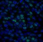 HDAC1 Antibody in Immunohistochemistry (Paraffin) (IHC (P))