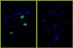 Phospho-Histone H3 (Ser10) Antibody in Immunocytochemistry (ICC/IF)